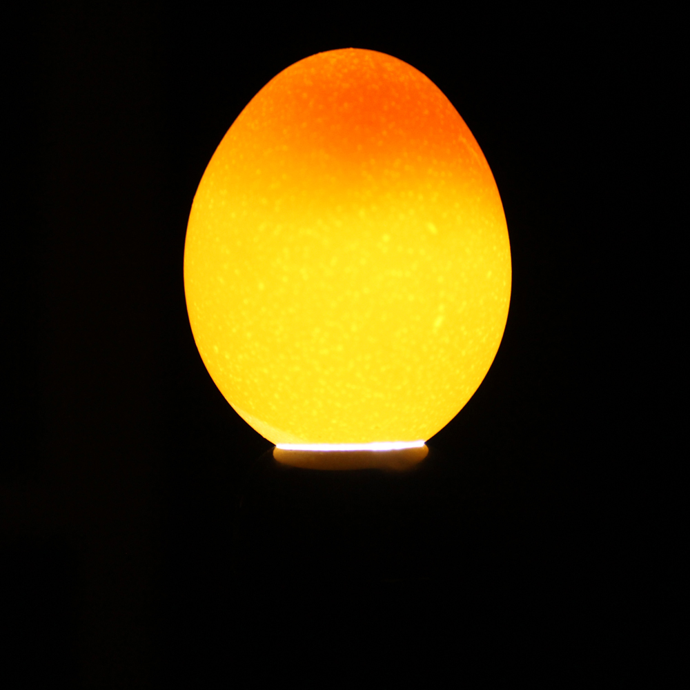 Egg Candler Tester Led Light Candling Lamp For Chicken Dark Quail Duck